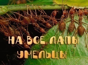 На-все-лапы-умельцы