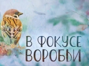 В-фокусе-воробьи