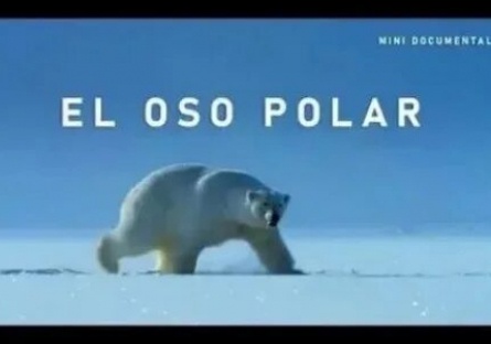 Oso Polar кадры