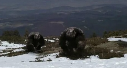 Смертельный спуск. В ловушке у йети кадры